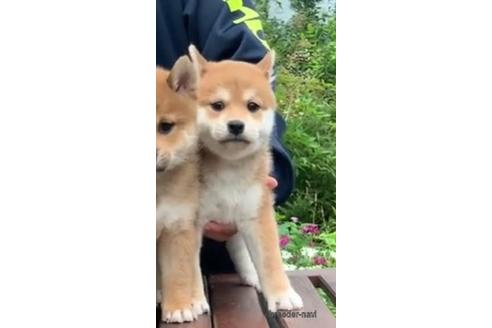 成約済の三重県の柴犬-199473の1枚目